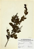藏品(日本女貞)的圖片